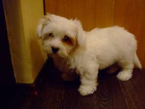 De vanzare un superb catelus bichon.