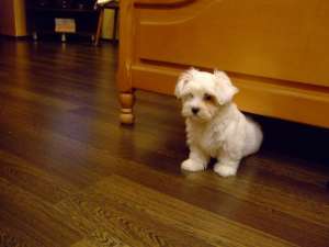 De vanzare un superb catelus bichon.