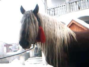 IAPA DE VANZARE
