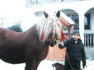 IAPA DE VANZARE