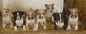 pui Amstaff