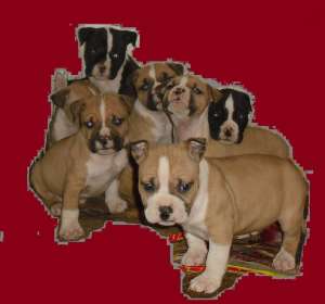 pui Amstaff