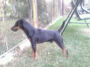 Ofer pt monta mascul jagdterrier Arad