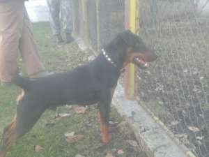 Ofer pt monta mascul jagdterrier Arad