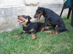 Ofer pt monta mascul jagdterrier Arad