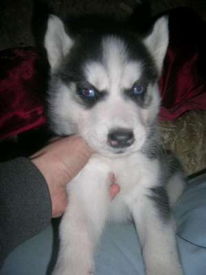 CATEI HUSKY SIBERIAN GARANTIE DE PURITATE