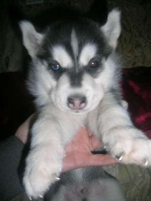 CATEI HUSKY SIBERIAN GARANTIE DE PURITATE
