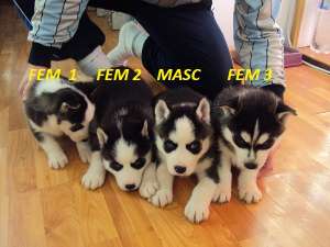 CATEI HUSKY SIBERIAN GARANTIE DE PURITATE