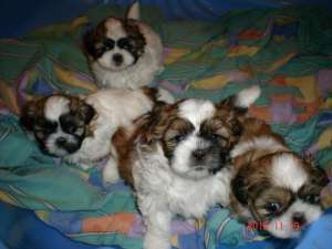 vand catei shih tzu !