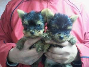 vand catei yorkshire terrier