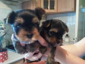 vand catei yorkshire terrier