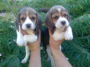 de vanzare catei beagle