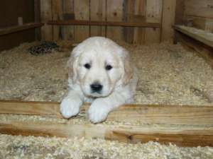 vand catei golden retriever