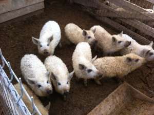 Vand porci mangalita 100% rasa pura