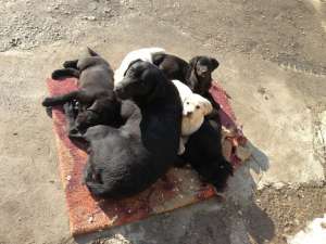 V�nd pui labrador
