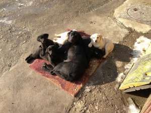 V�nd pui labrador