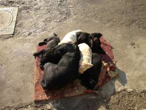 V�nd pui labrador