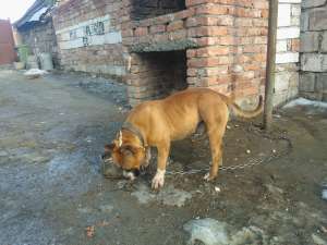 vand urgent amstaff 12 luni!!!!!!