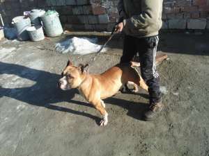 vand urgent amstaff 12 luni!!!!!!