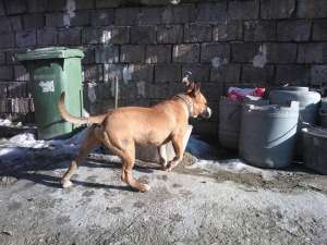 vand urgent amstaff 12 luni!!!!!!