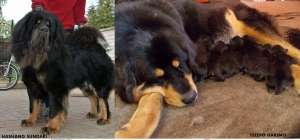 vand catei mastiff tibetan