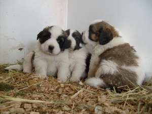 vand catei saint bernard