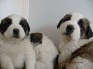 vand catei saint bernard