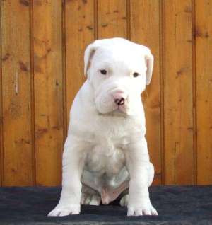 DOG ARGENTINIAN PUR 2 LUNI