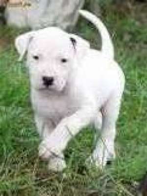 DOG ARGENTINIAN PUR 2 LUNI