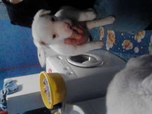 DOG ARGENTINIAN PUR 2 LUNI