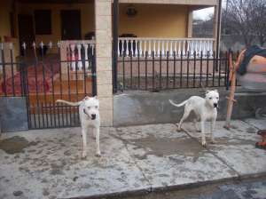 Vand dog argentinian