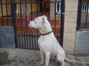 Vand dog argentinian