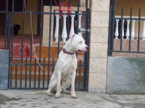 Vand dog argentinian