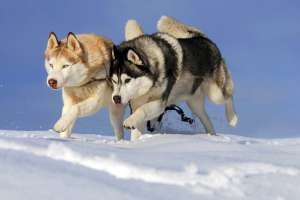 2 masculi husky pentru monta