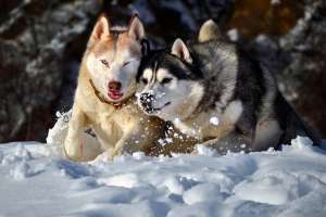 2 masculi husky pentru monta
