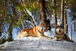 2 masculi husky pentru monta