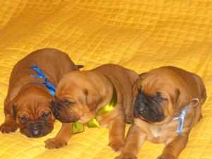 vand pui tosa inu
