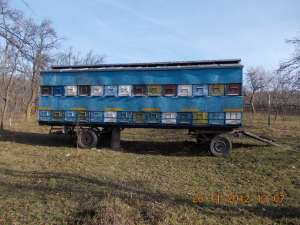 Vand pavilion apicol 56 familii