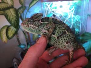 vand cameleon