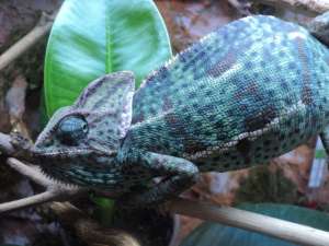 vand cameleon