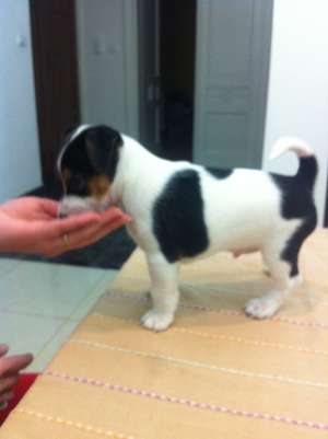 Vand catei Jack Russell