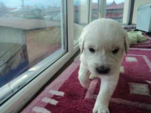 vand pui golden retriever