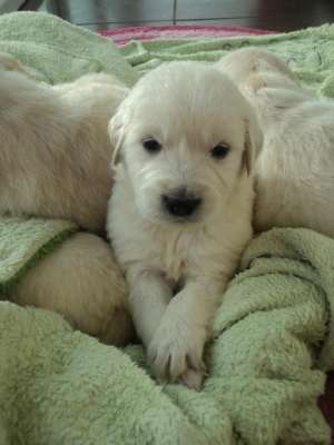 vand pui golden retriever