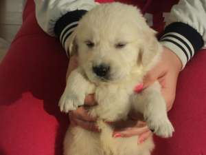 vand pui golden retriever