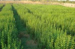 Vand  ligustrum( diferite dimensiuni) si butasi de ligustrum