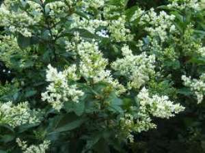 Vand  ligustrum( diferite dimensiuni) si butasi de ligustrum