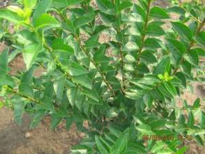Vand  ligustrum( diferite dimensiuni) si butasi de ligustrum