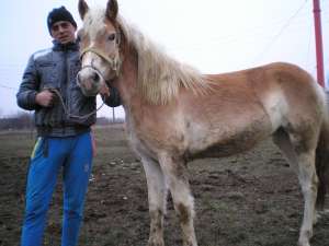 haflinger manji pereche