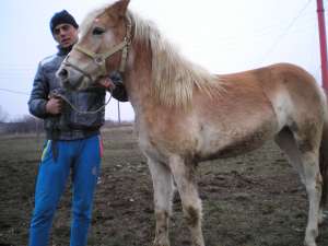 haflinger manji pereche