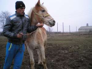 haflinger manji pereche